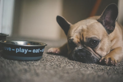 5 Foods Dogs Can’t Eat