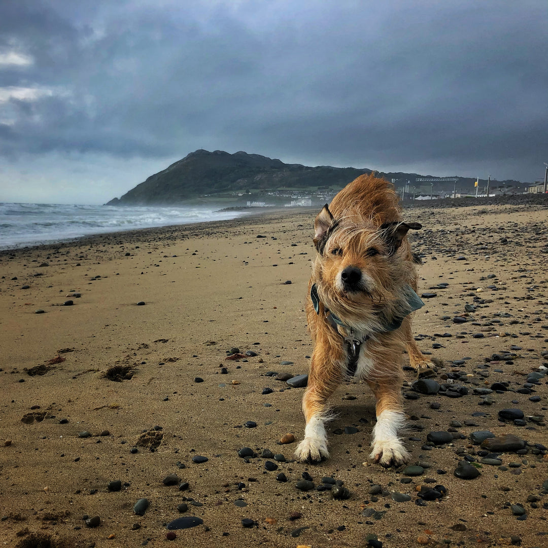 BAUMUTT founder Prince, enjoying a windy day in Ireland testing out the BAUMUTT  IN . LINE Non-Pull Dog Harness prototype in all the elements