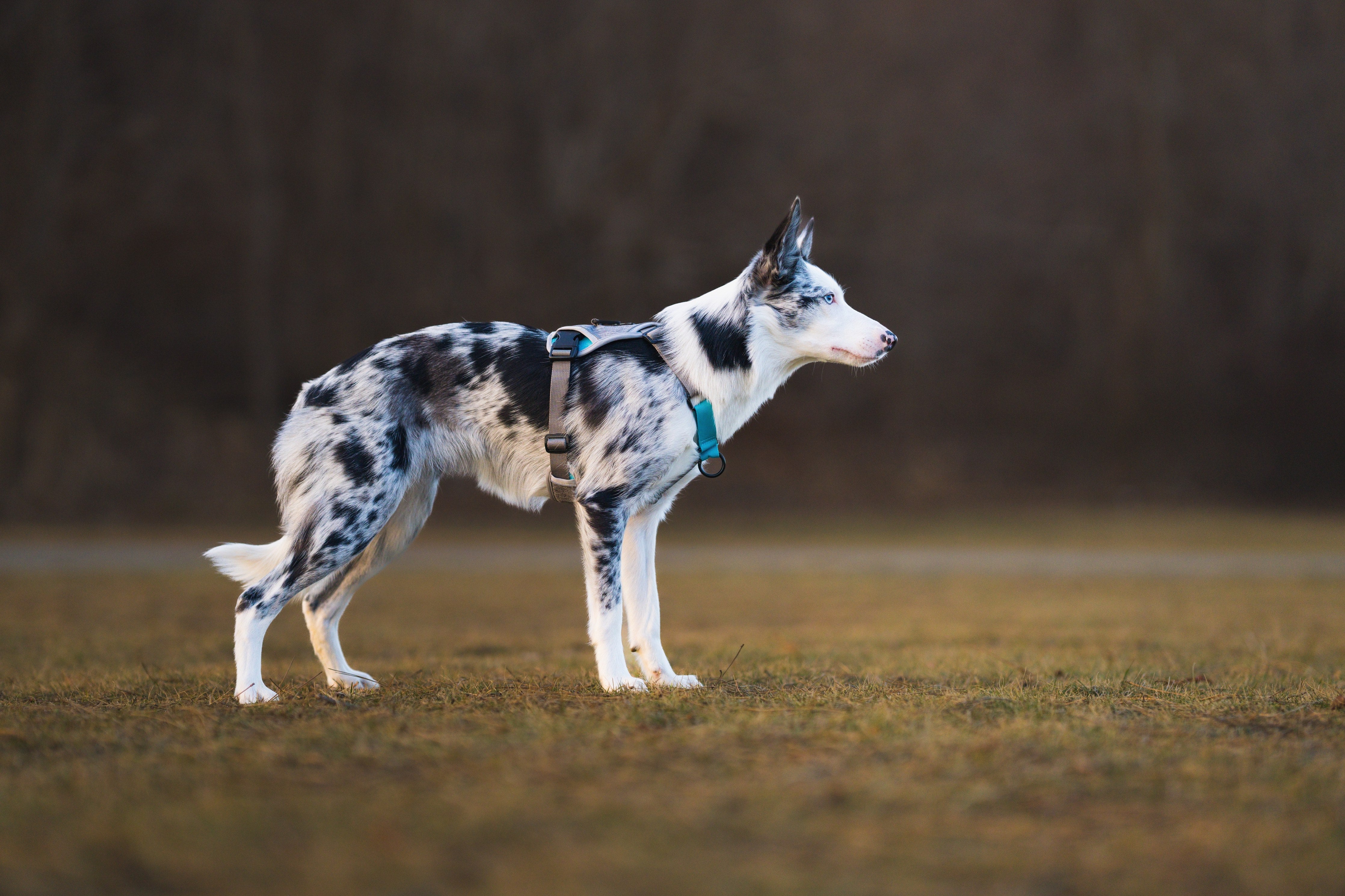 BAUMUTT | IN . LINE non pull dog harness | STONE | Collie, Baumutt, Non-pull dog harness, Dog harness for walking, No-pull dog harness, Front-clip dog harness, Adjustable dog harness, Comfortable dog harness, Reflective dog harness, Easy-on dog harness, Padded dog harness, Training dog harness